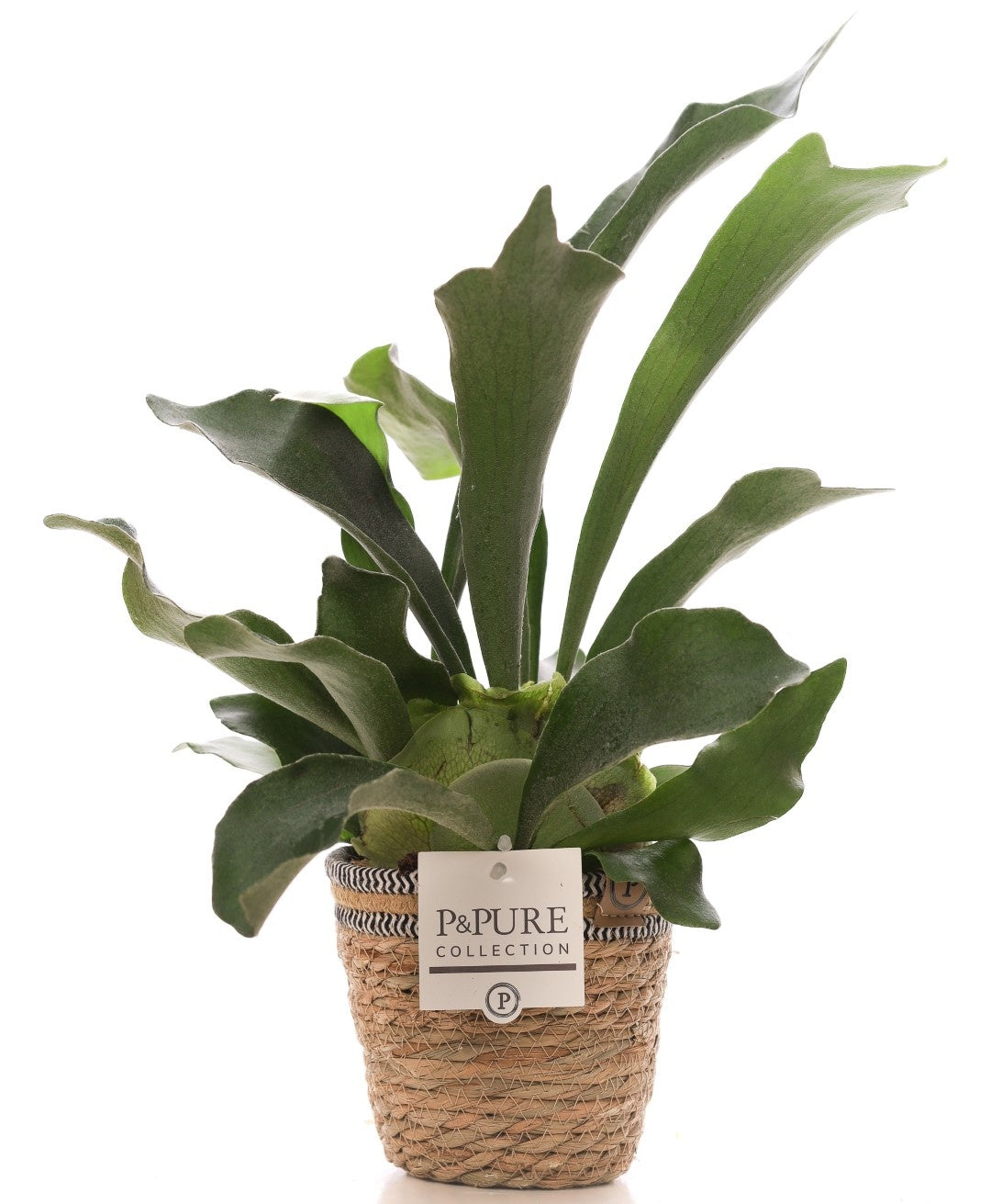 Platycerium bifurcatum 40cm 12cm Pot