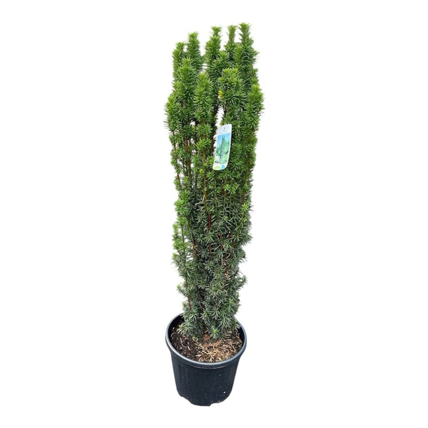 Taxus Fastigiata 100cm 30cm Pot