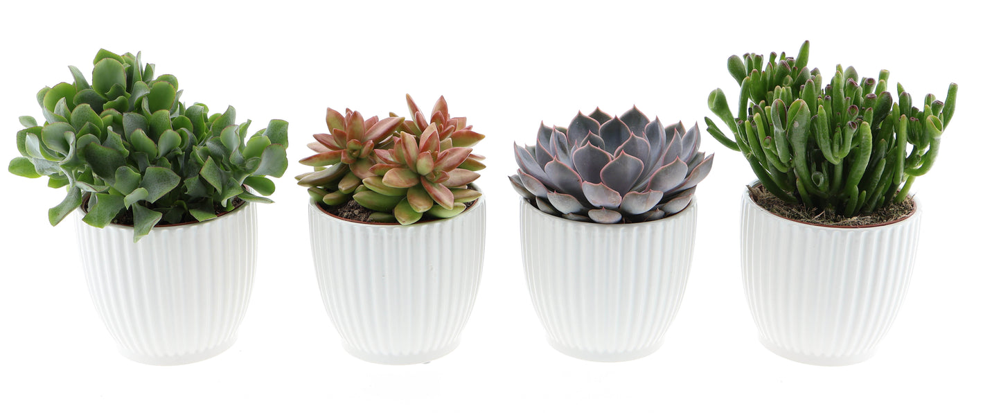 Euro Cactus Holland Bv Design pot succulent mix Pack of 4