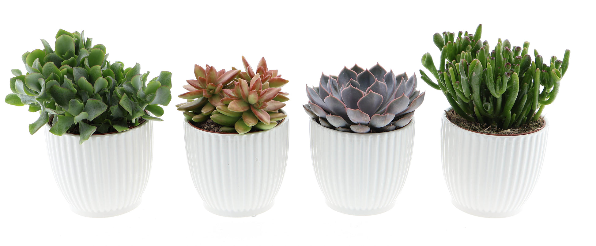 Euro Cactus Holland Bv Design pot succulent mix Pack of 4