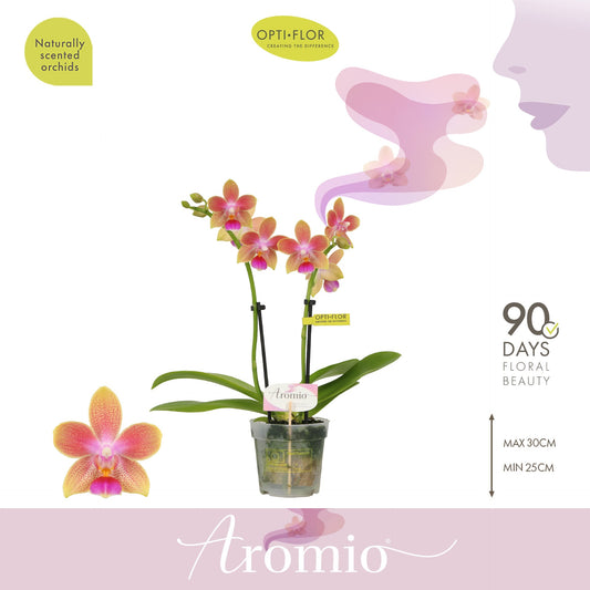 Phalaenopsis mf. Aromio Spring 25cm 7cm Pot