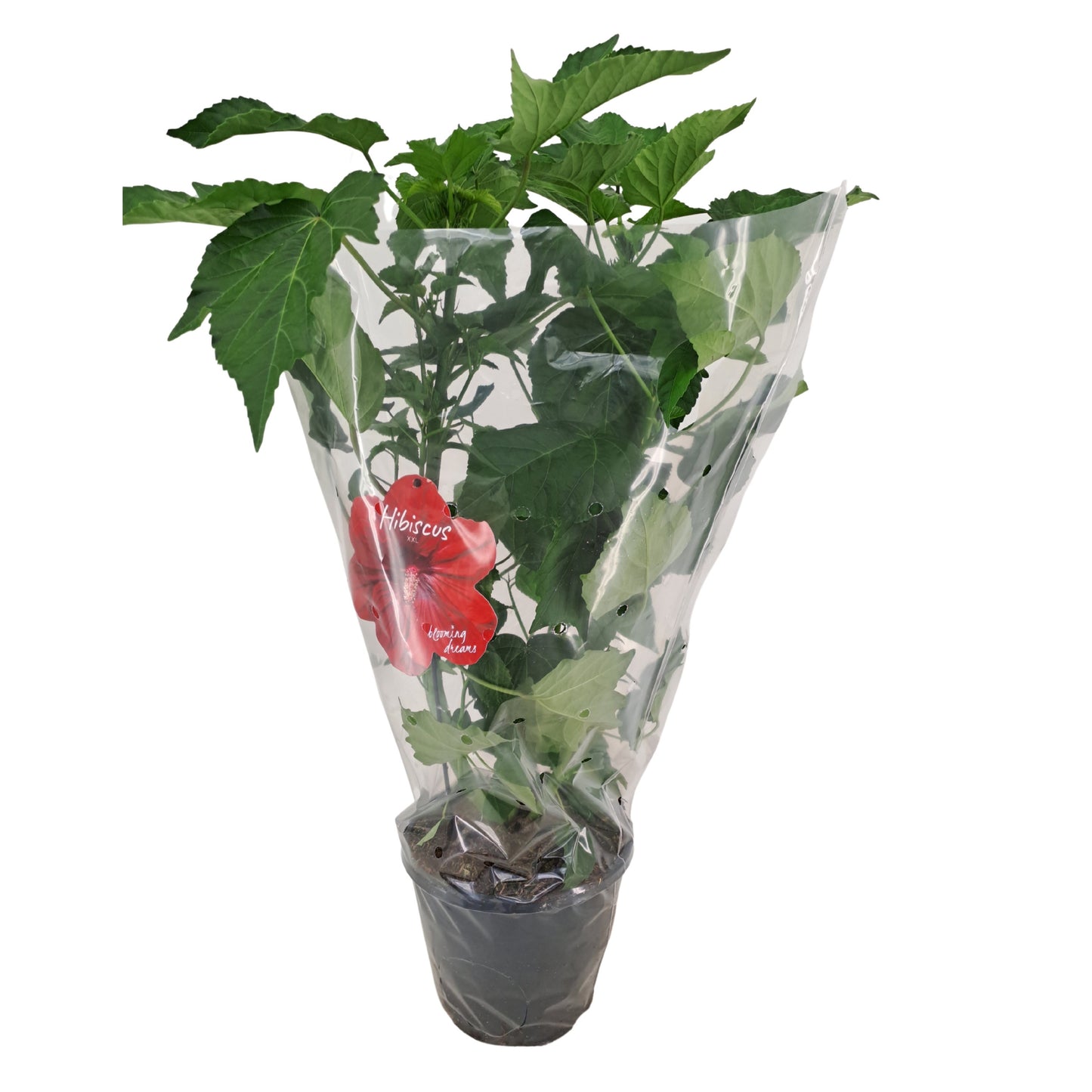 Hibiscus mos. Guido Oak Red 90cm 23cm Pot