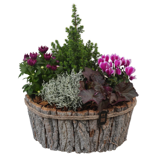 Outdoor arrangement 46cm 36cm Pot
