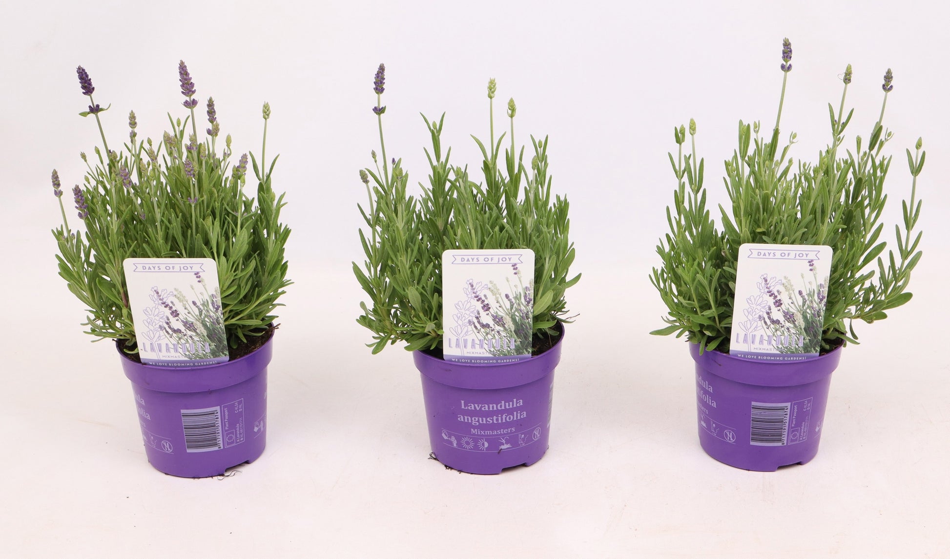 Lavandula ang. Ardeche Blue 28cm 13cm Pot