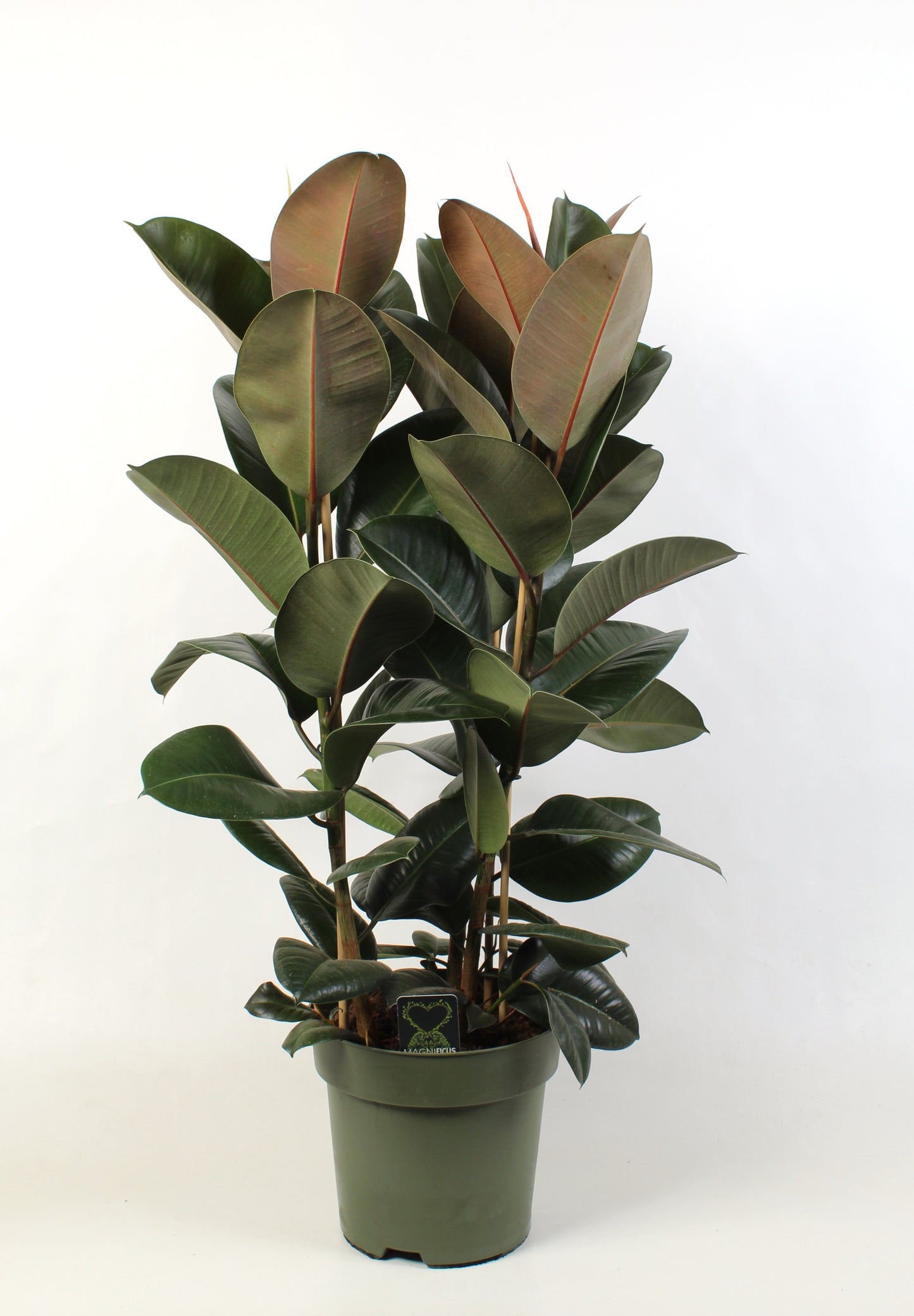 Schenkel BV, Kwekery de Ficus Robusta Pack of 5