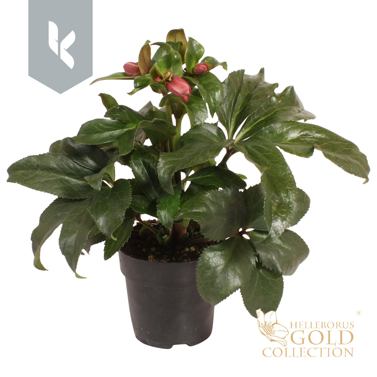 Helleborus Ice N' Roses Early Rose 60cm 15cm Pot