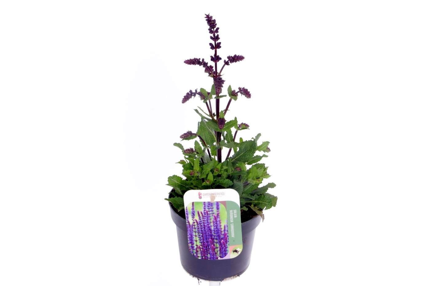 Salvia nemorosa 35cm 13cm Pot