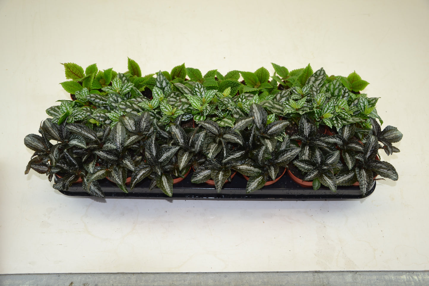 Pilea mix 10cm 8.5cm Pot