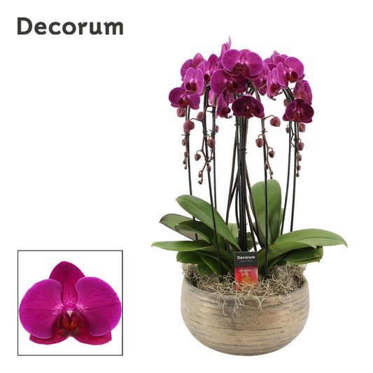 Phalaenopsis purple 55cm 27cm Pot