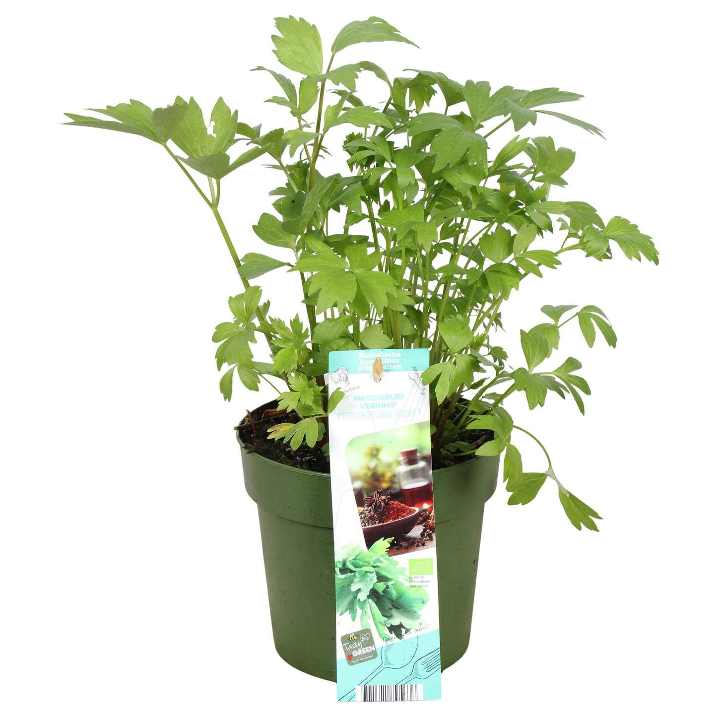 Levisticum officinale 30cm 14cm Pot