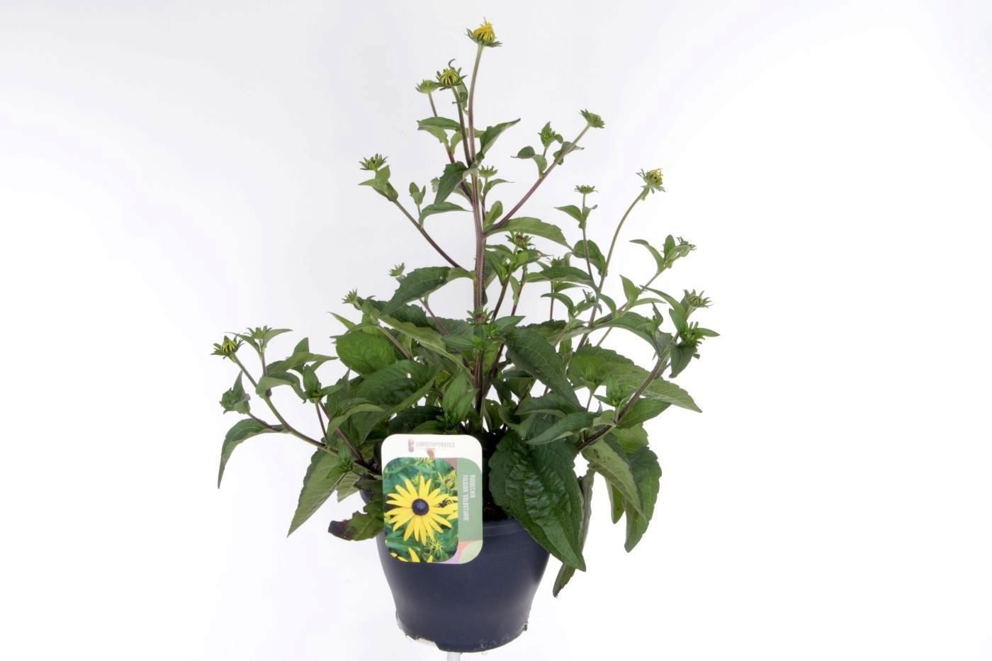 Rudbeckia fulgida Goldsturm 60cm 23cm Pot