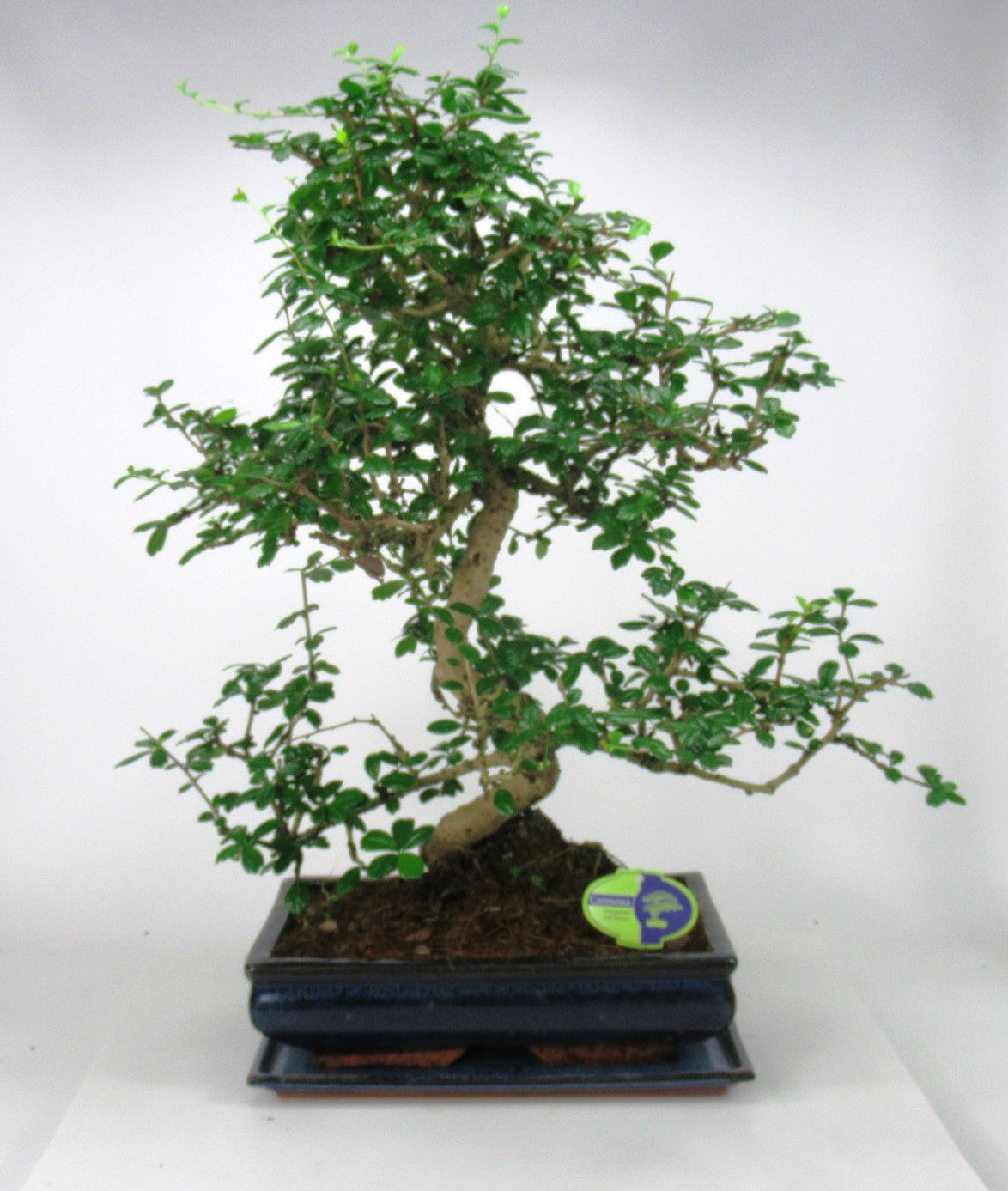 Carmona Bonsai 50cm 35cm Pot