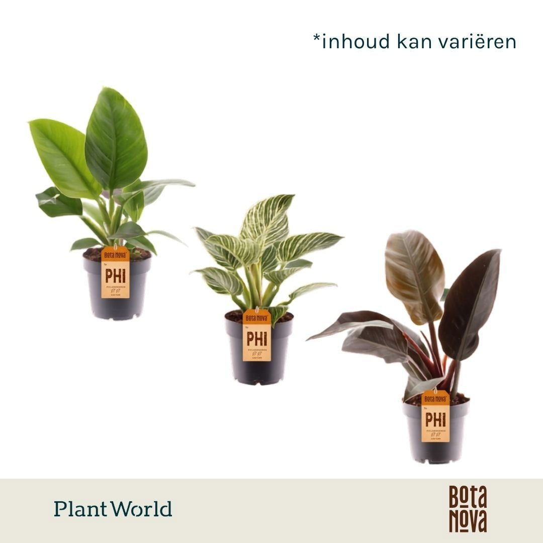 Philodendron mix 35cm 14cm Pot