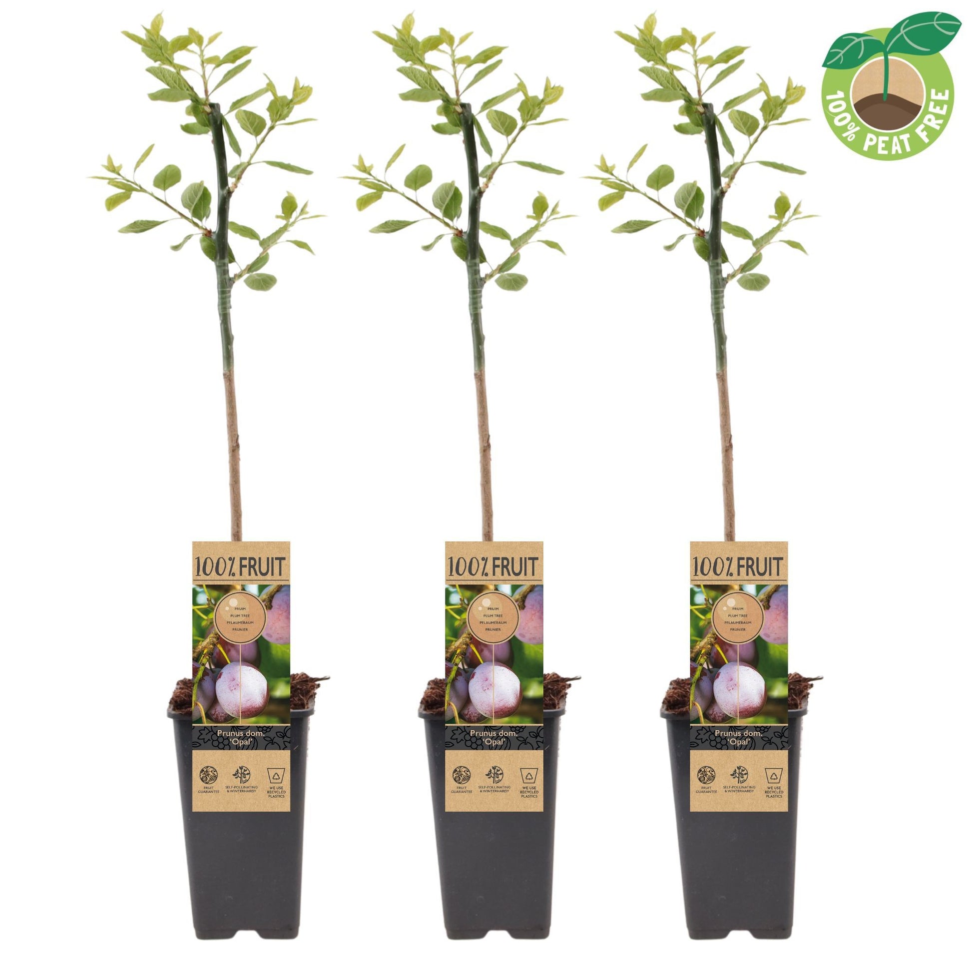 Prunus domestica Opal/Victoria (Plum) 50cm 15cm Pot