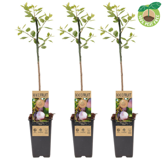 Prunus domestica Opal/Victoria (Plum) 50cm 15cm Pot