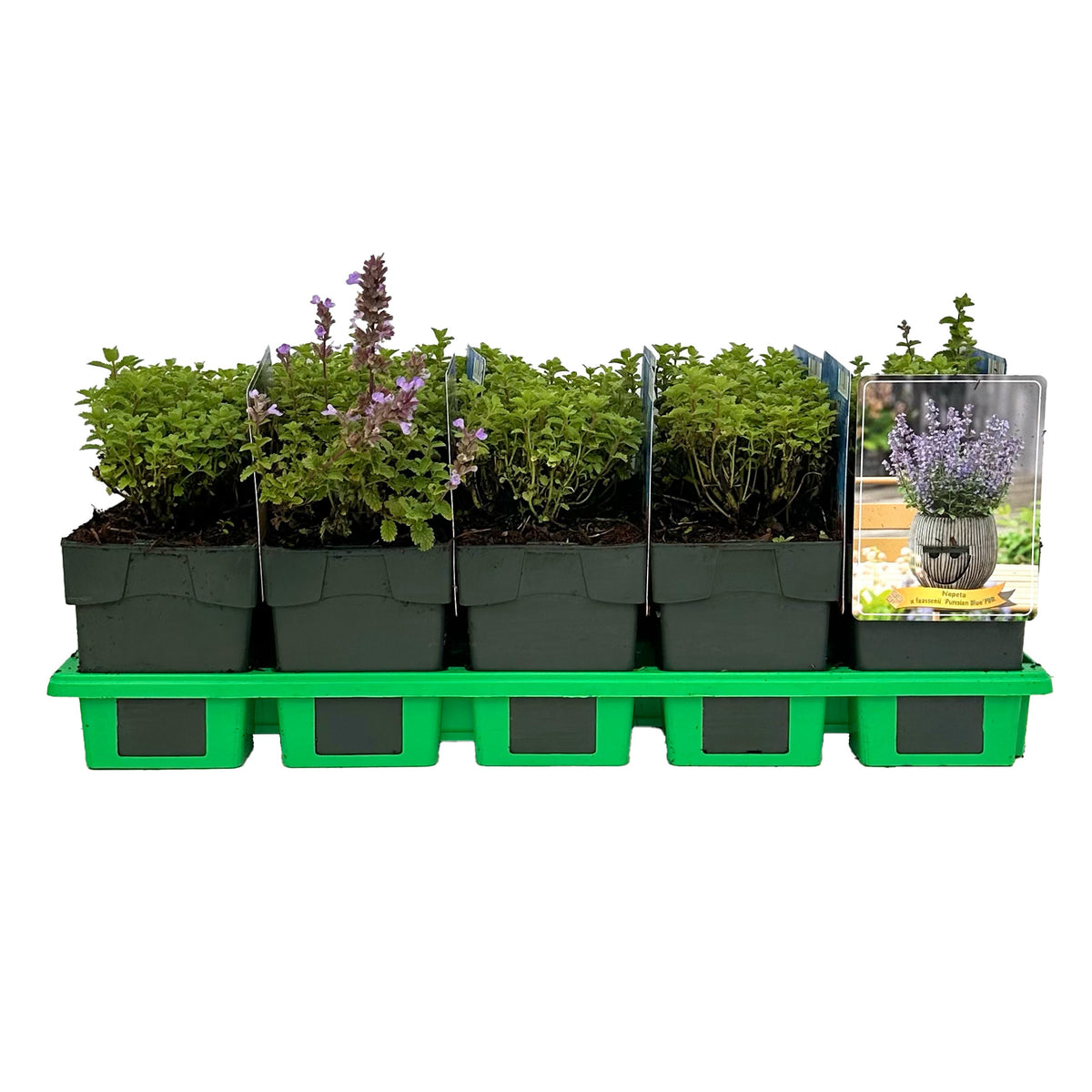 Nepeta faassenii 25cm 11cm Pot
