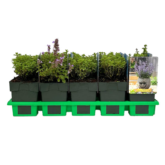 Nepeta faassenii 25cm 11cm Pot