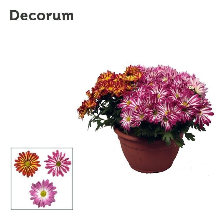 Schie Van Chrysanthemum bicolour mix Pack of 1
