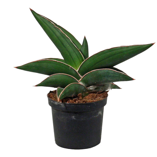 Sansevieria Samurai 20cm 9cm Pot