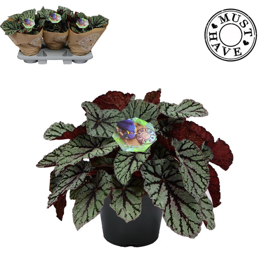 Begonia Magic Colours Fedor 35cm 17cm Pot