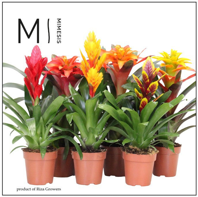 Bromelia mix 45cm 12cm Pot