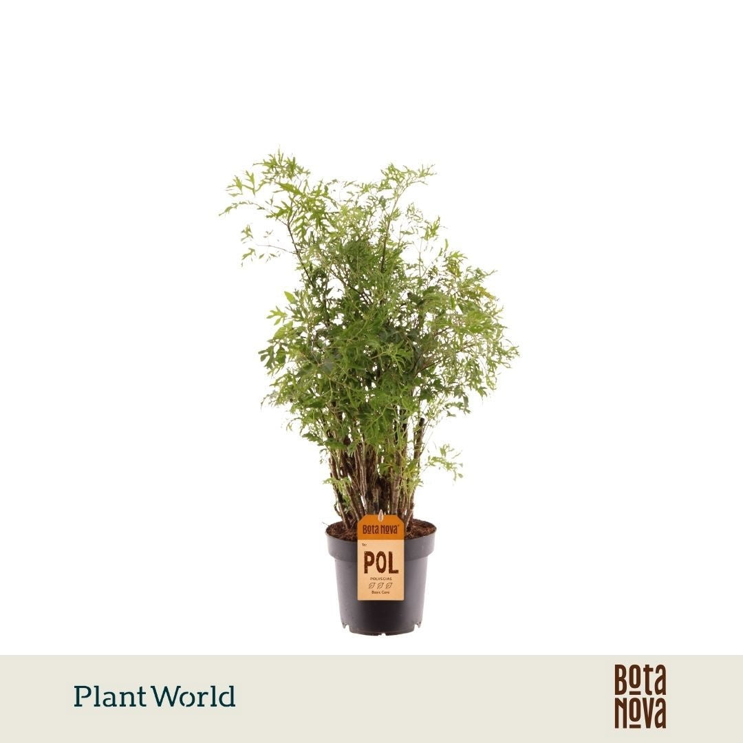 Plantworld Jogrow Polyscias Hawaiiana Ming Pack of 6