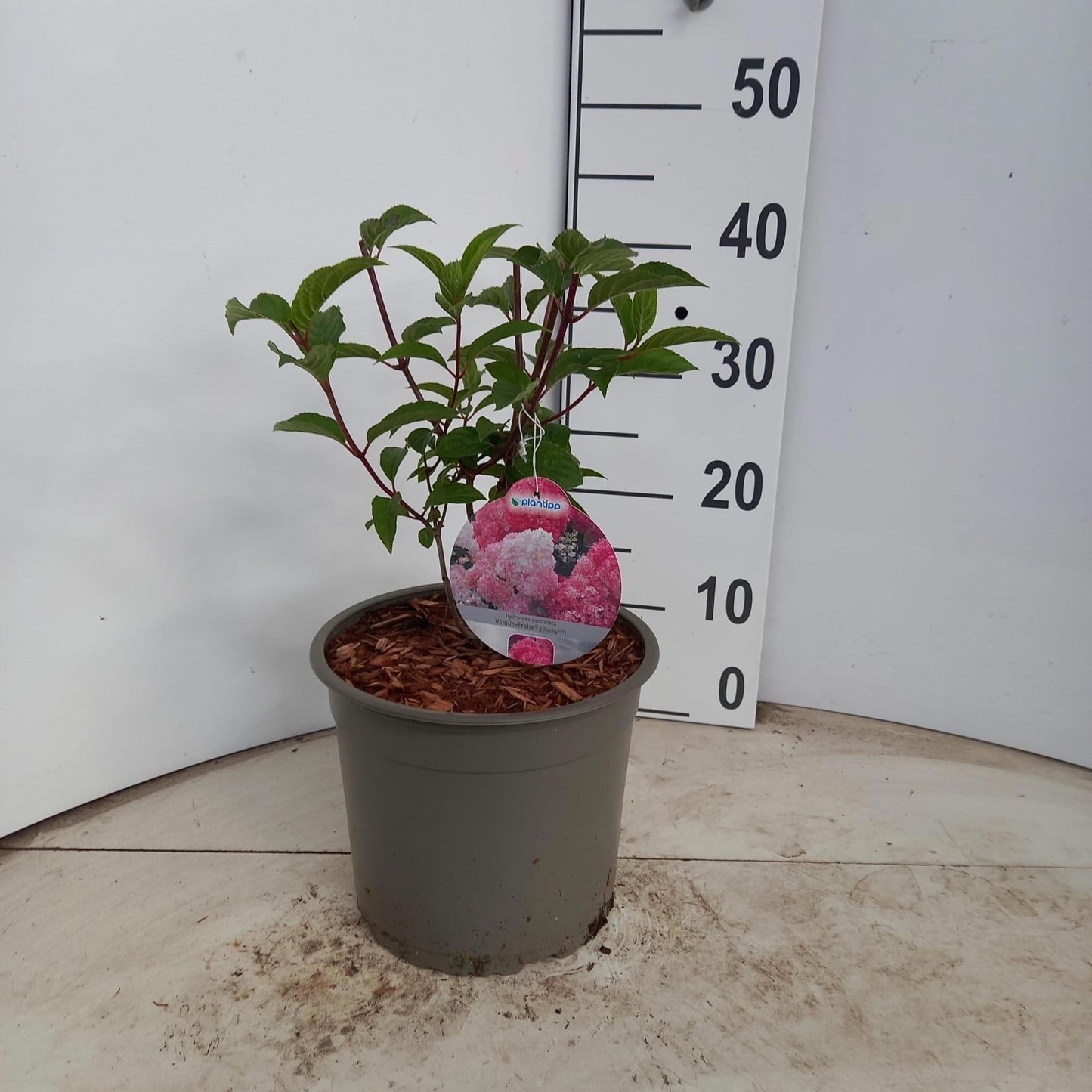 Hydrangea pan. Vanille-Frais 40cm 23cm Pot