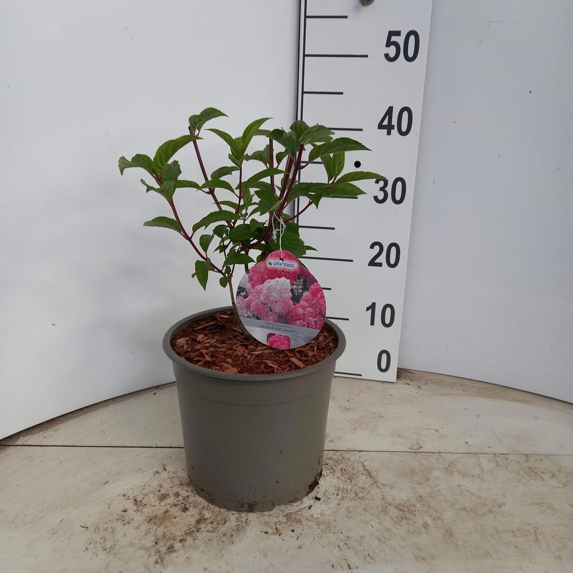 Hydrangea pan. Vanille-Frais 40cm 23cm Pot