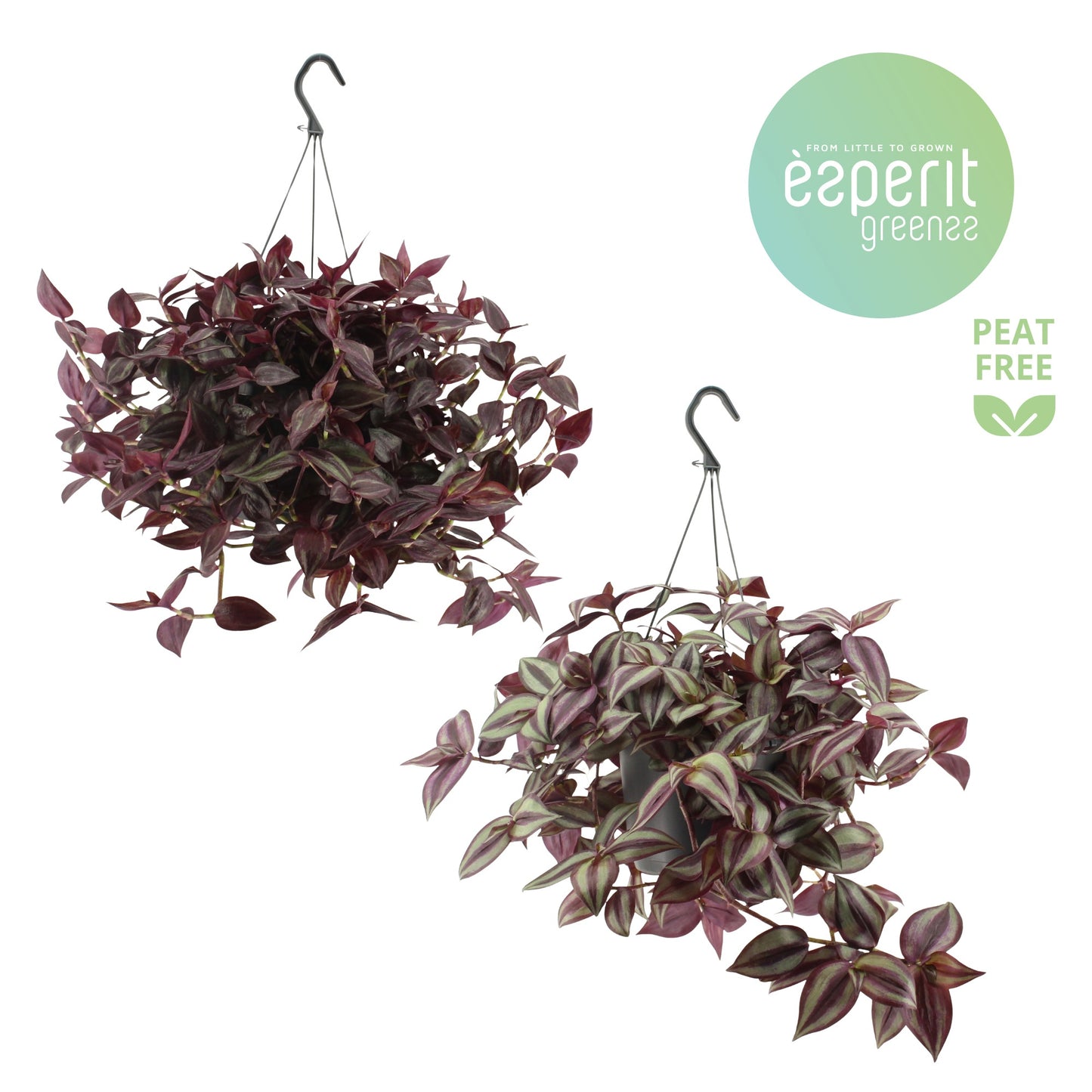 Esperit Plants Tradescantia mix Pack of 6