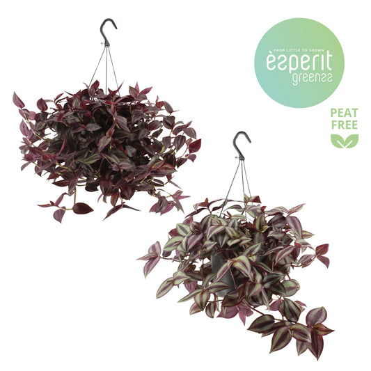 Esperit Plants Tradescantia mix Pack of 6