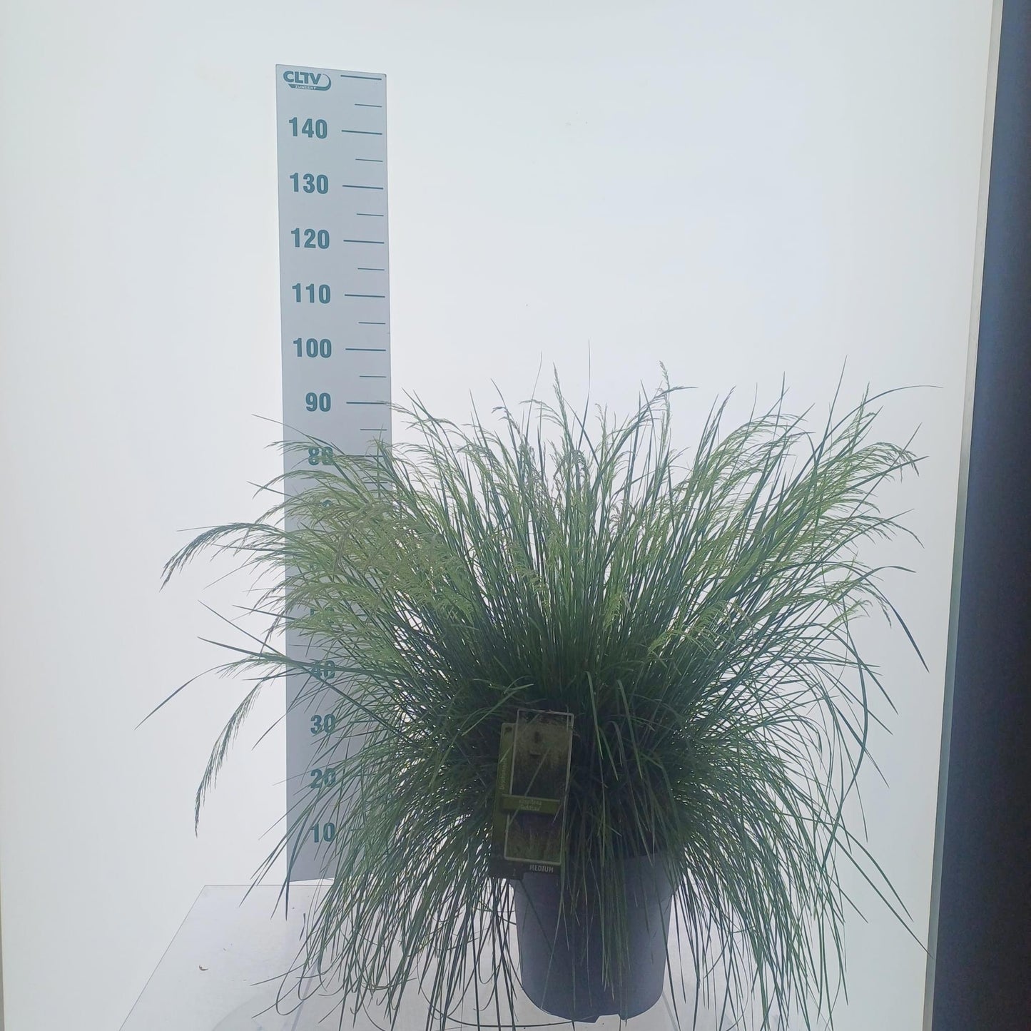 Deschampsia Goldtau 85cm 29cm Pot