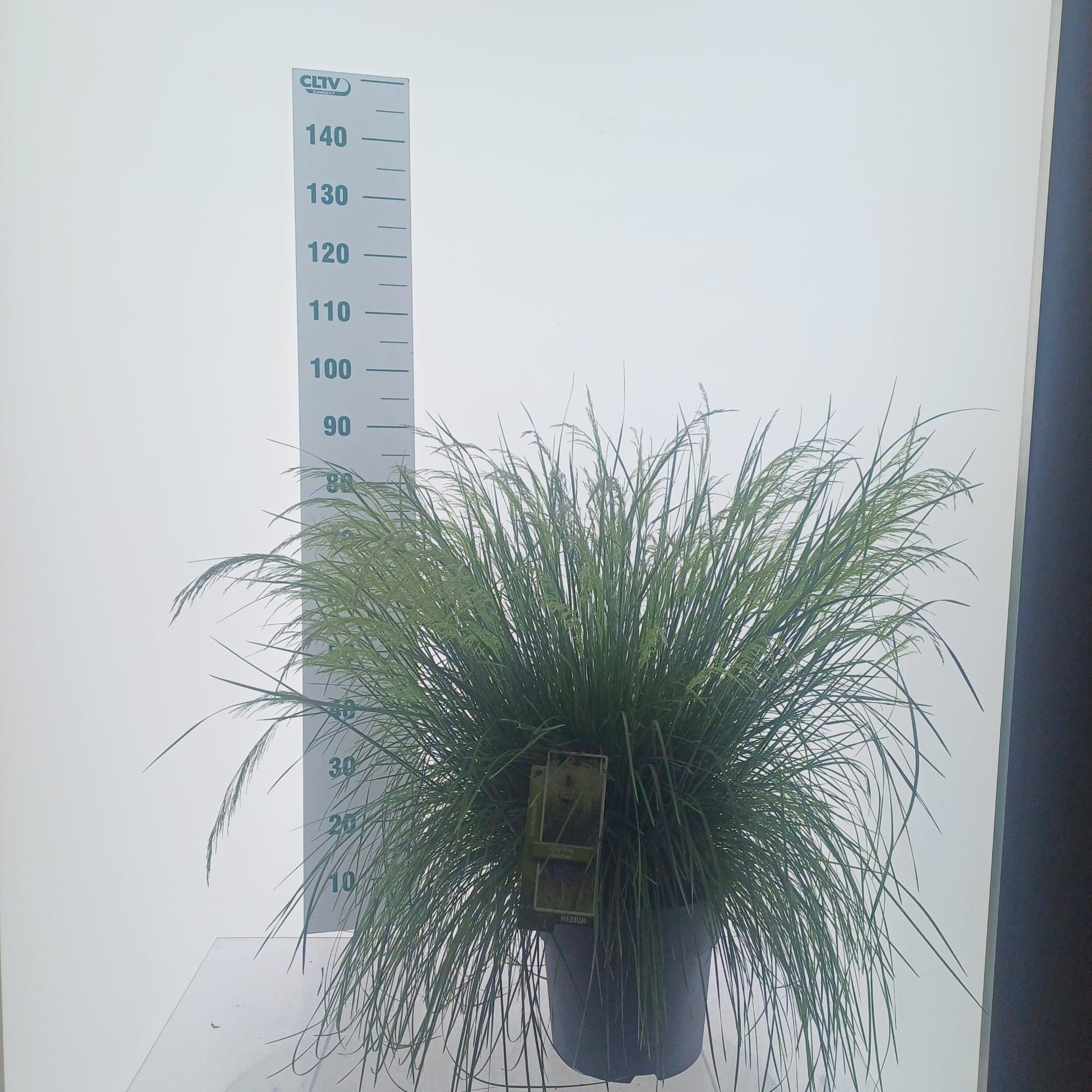 Deschampsia Goldtau 85cm 29cm Pot