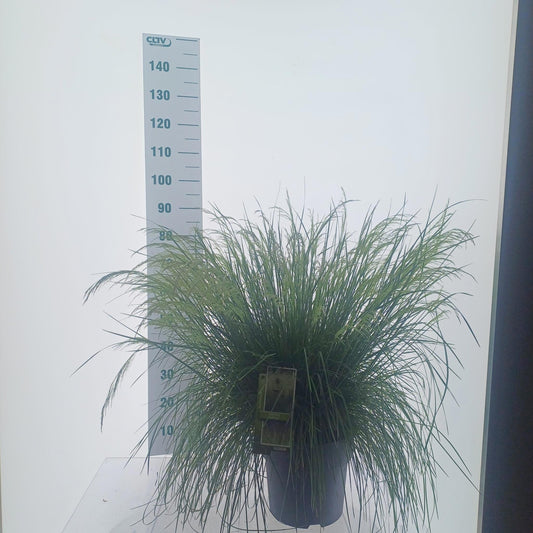 Deschampsia Goldtau 85cm 29cm Pot