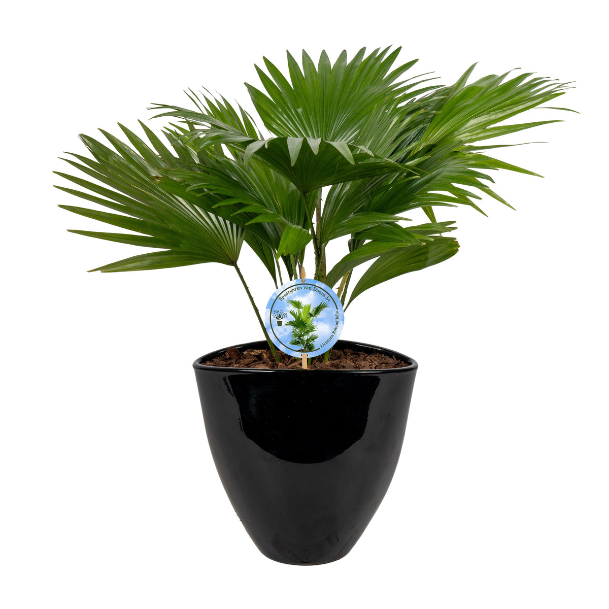 Livistona rotundifolia 55cm 22cm Pot
