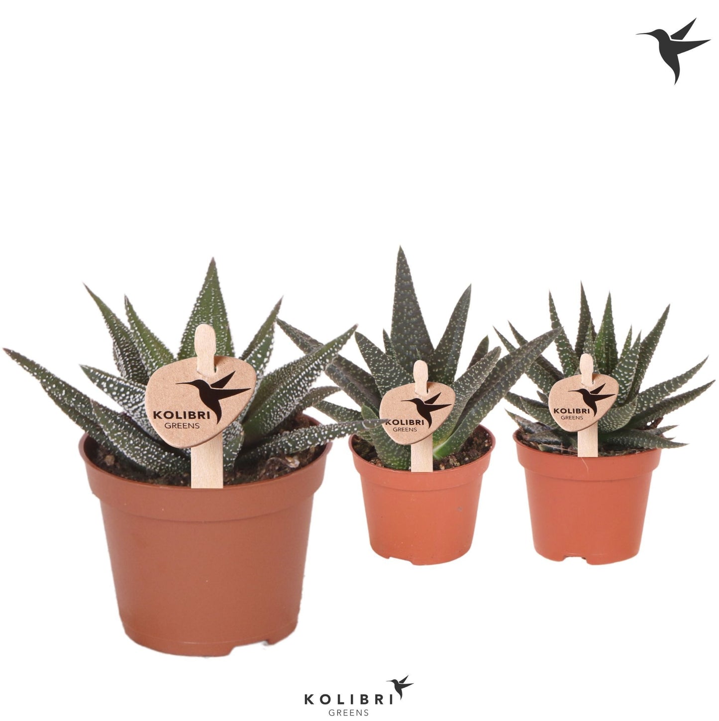 OK Plant Haworthia mix Pack of 20