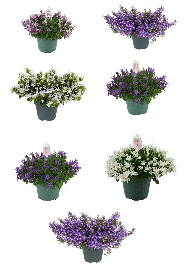 Campanula Addenda mix 30cm 15cm Pot