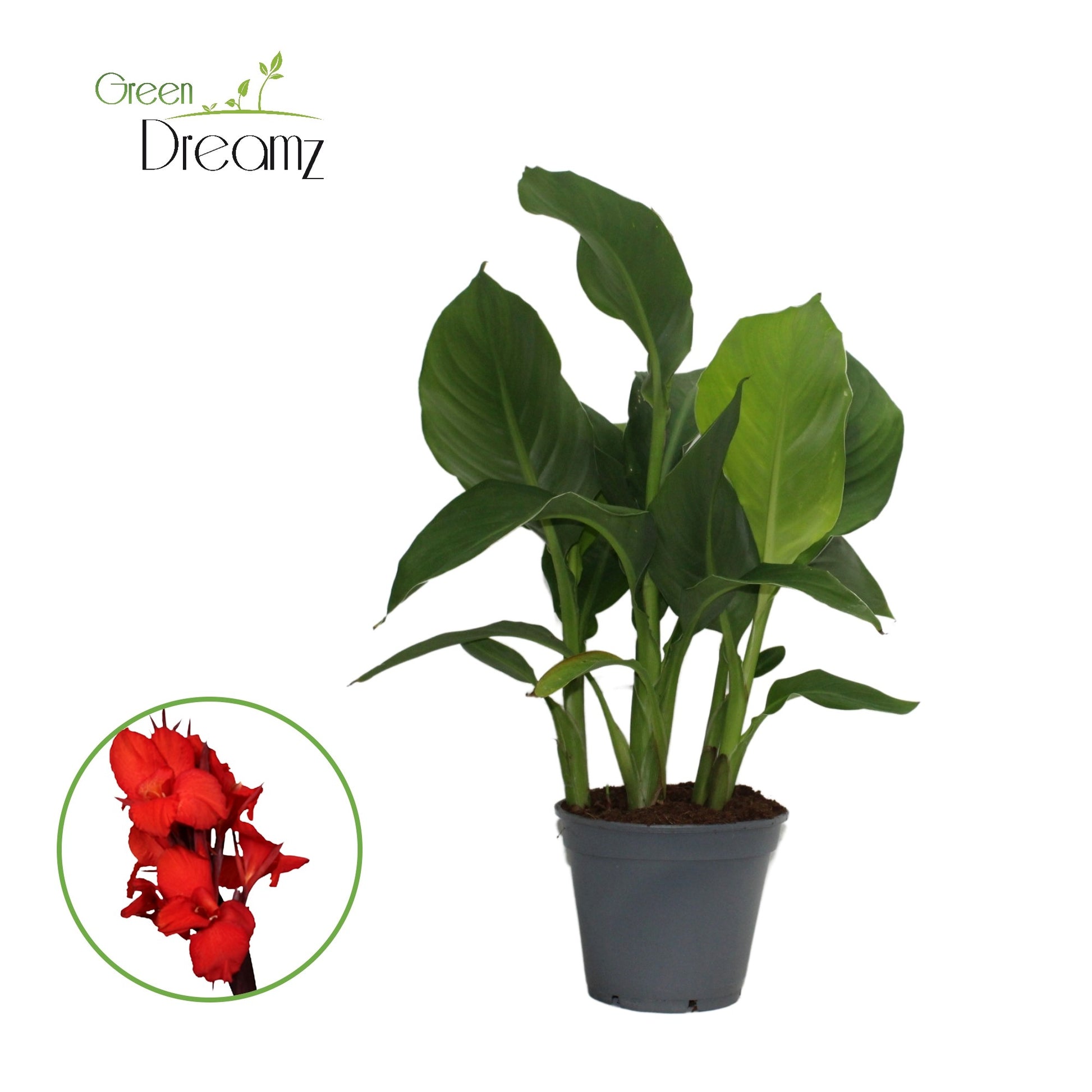 Canna Kreta 50cm 17cm Pot