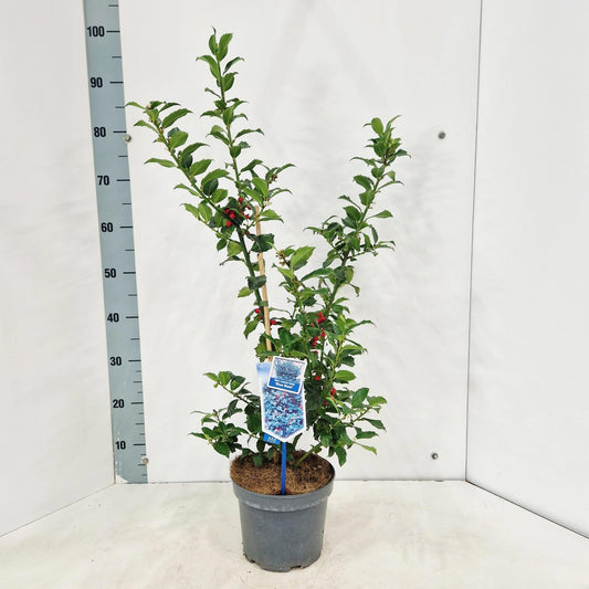 Ilex mes. Blue Maid 80cm 19cm Pot