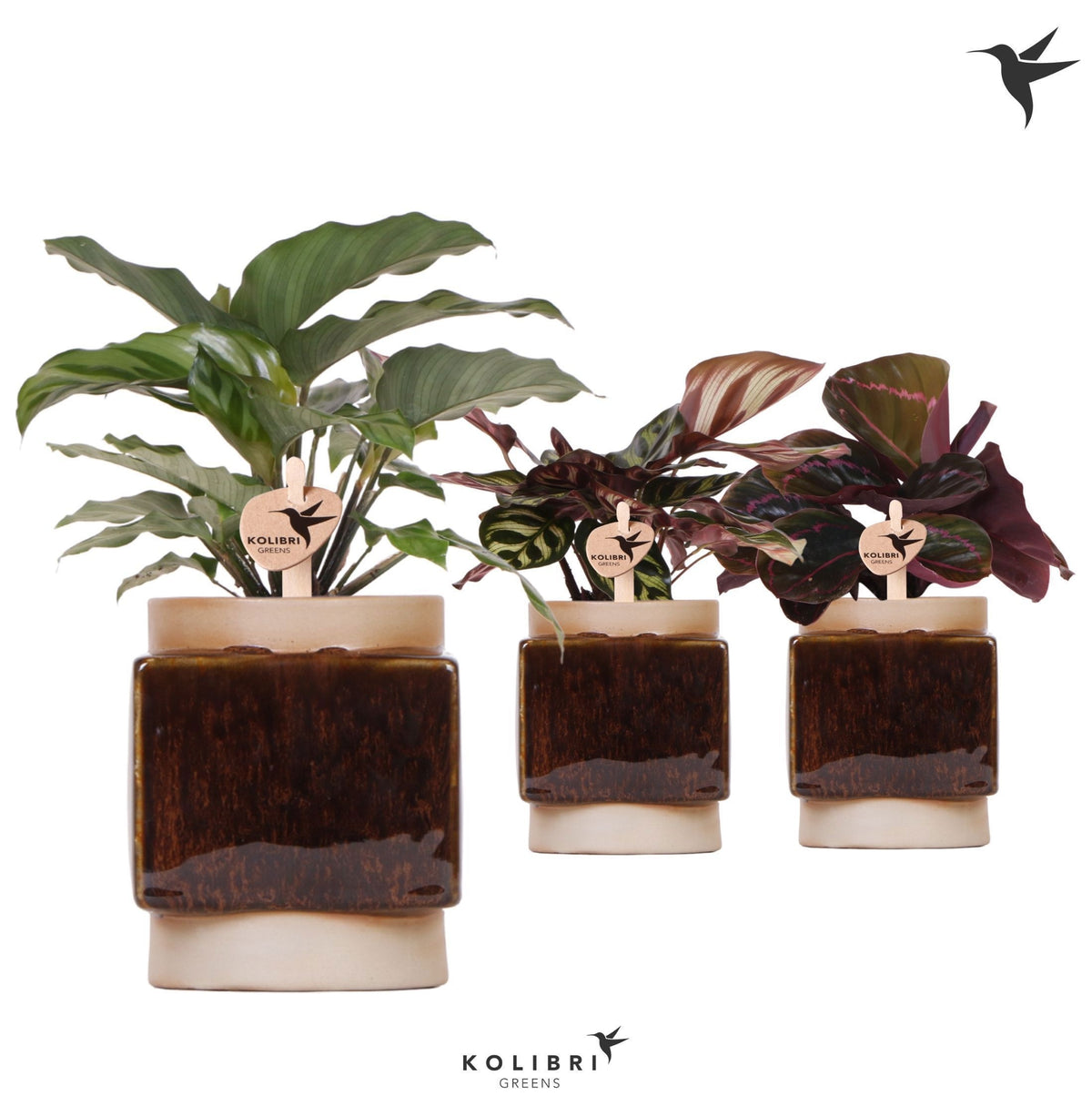 Calathea mix 26cm 9cm Pot