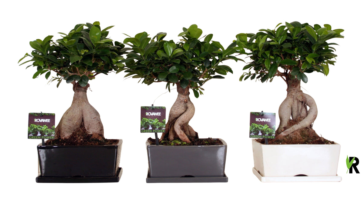 Ficus Ginseng 45cm 25cm Pot