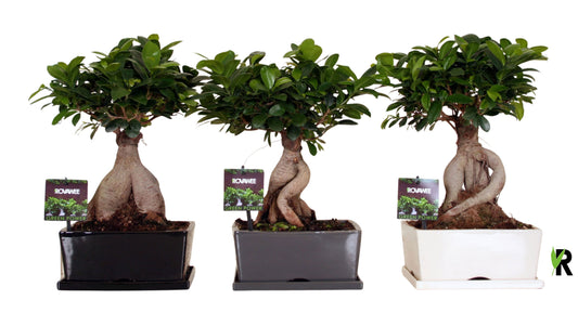 Ficus Ginseng 45cm 25cm Pot