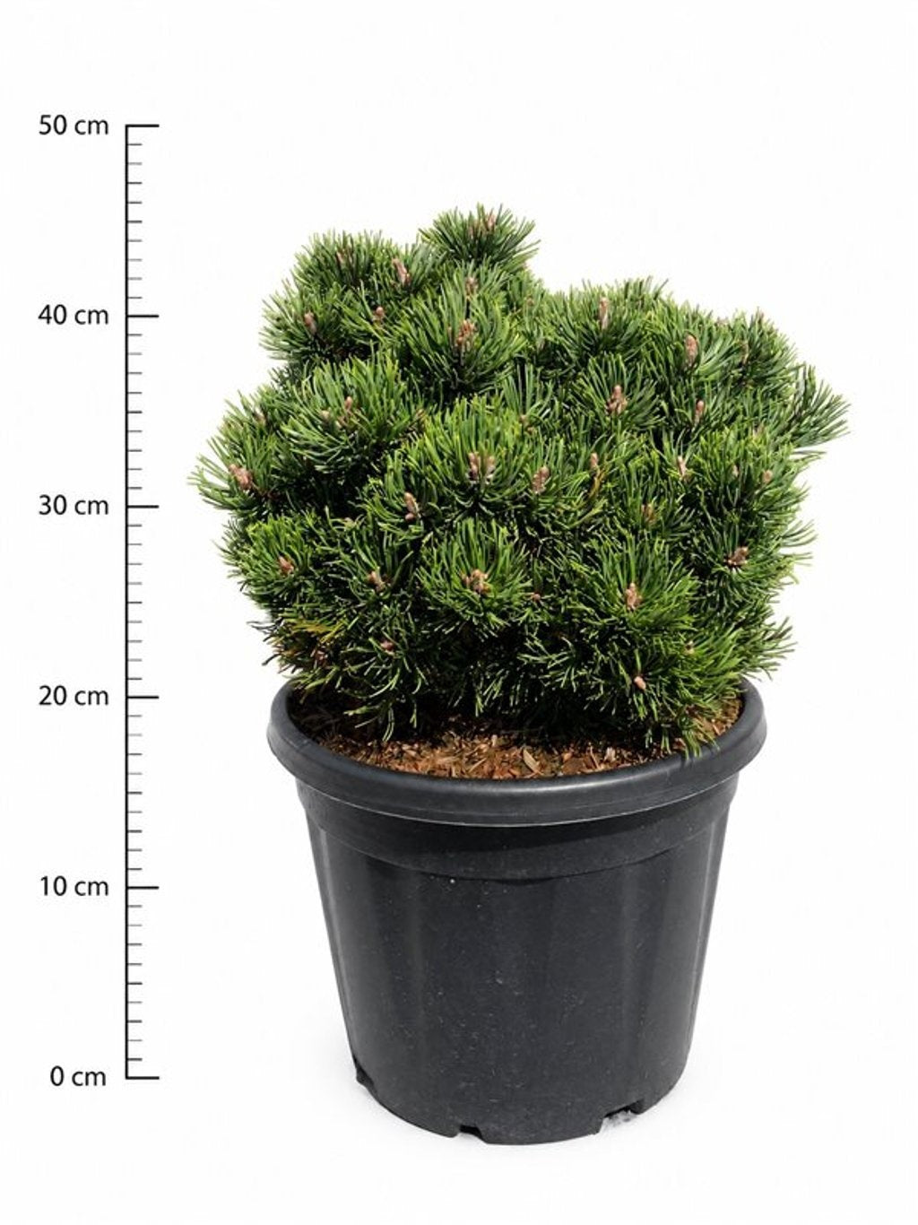 Pinus hybrid 55cm 32cm Pot