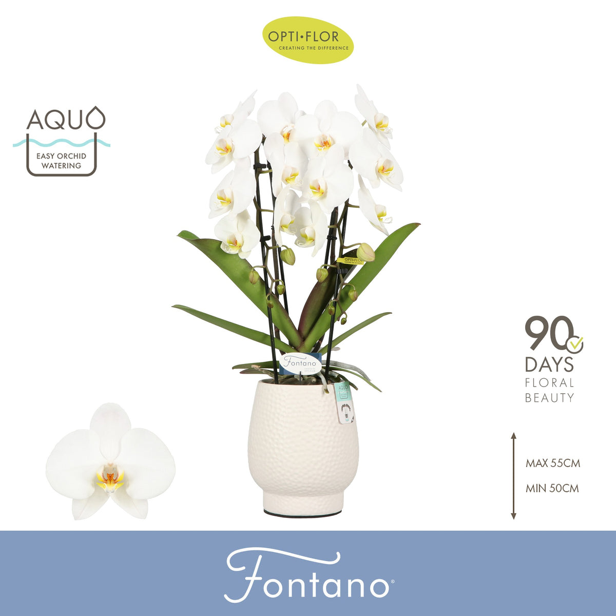 Phalaenopsis white 70cm 12cm Pot