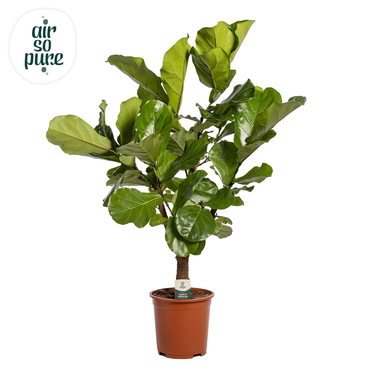 Ficus lyrata 110cm 24cm Pot