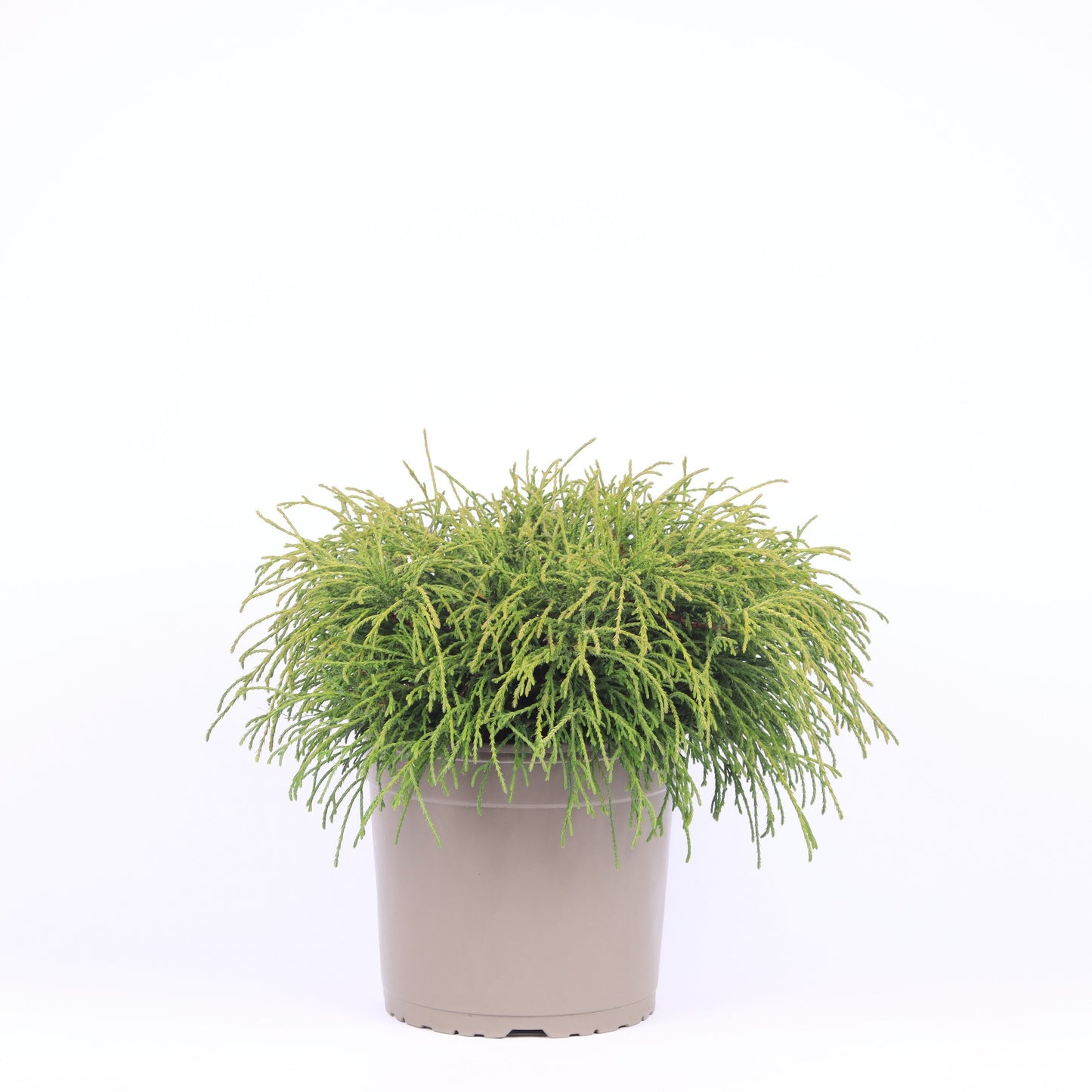 Chamaecyparis Filifera Nana 45cm 23cm Pot
