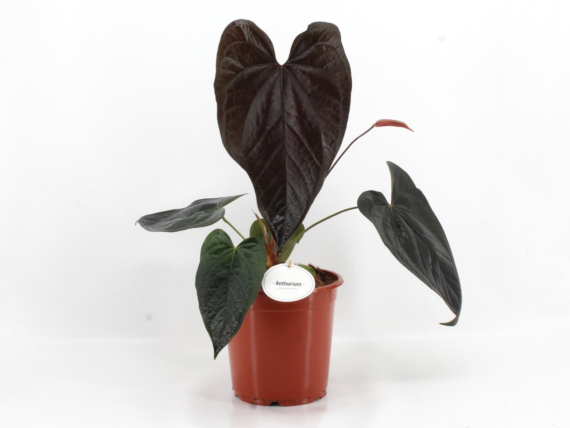 Anthurium andraeanum 50cm 21cm Pot