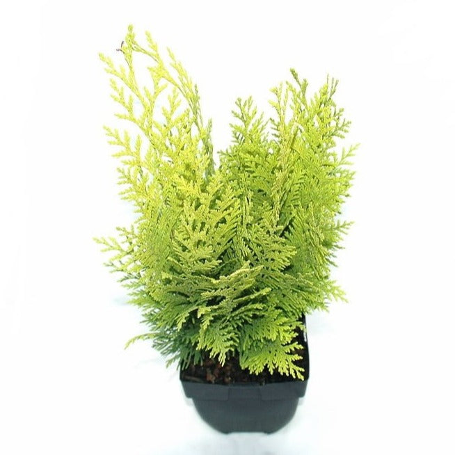 Chamaecyparis Stardust 65cm 17cm Pot