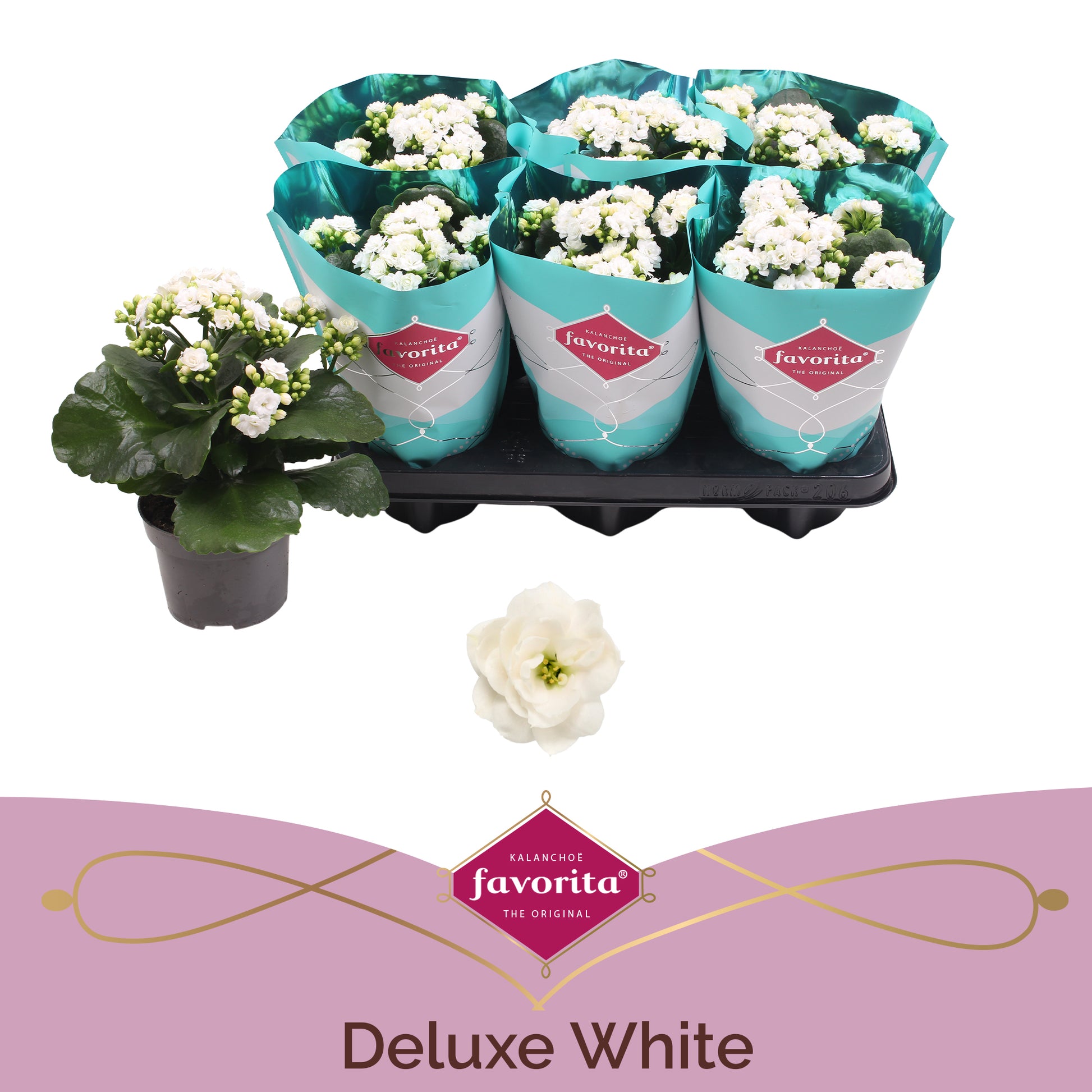 Kalanchoe Perfecta White 22cm 510cm Pot