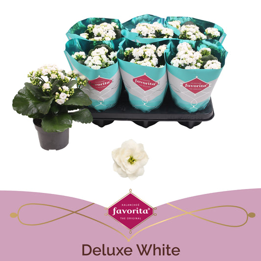 Kalanchoe Perfecta White 22cm 10.5cm Pot