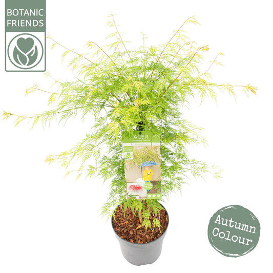Acer Emerald Lace 80cm 24cm Pot